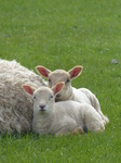 FZ004648 Two little lambs cuddled up to sheep.jpg